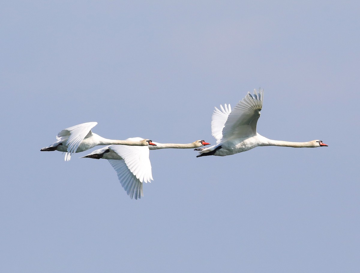 Cygne tuberculé - ML642861467
