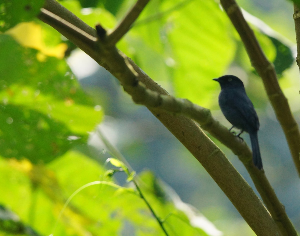 Yellow-eyed Black-Flycatcher - ML642861468