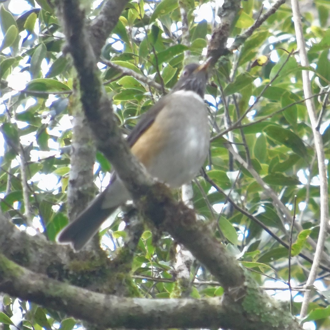 Merle à col blanc - ML642861470