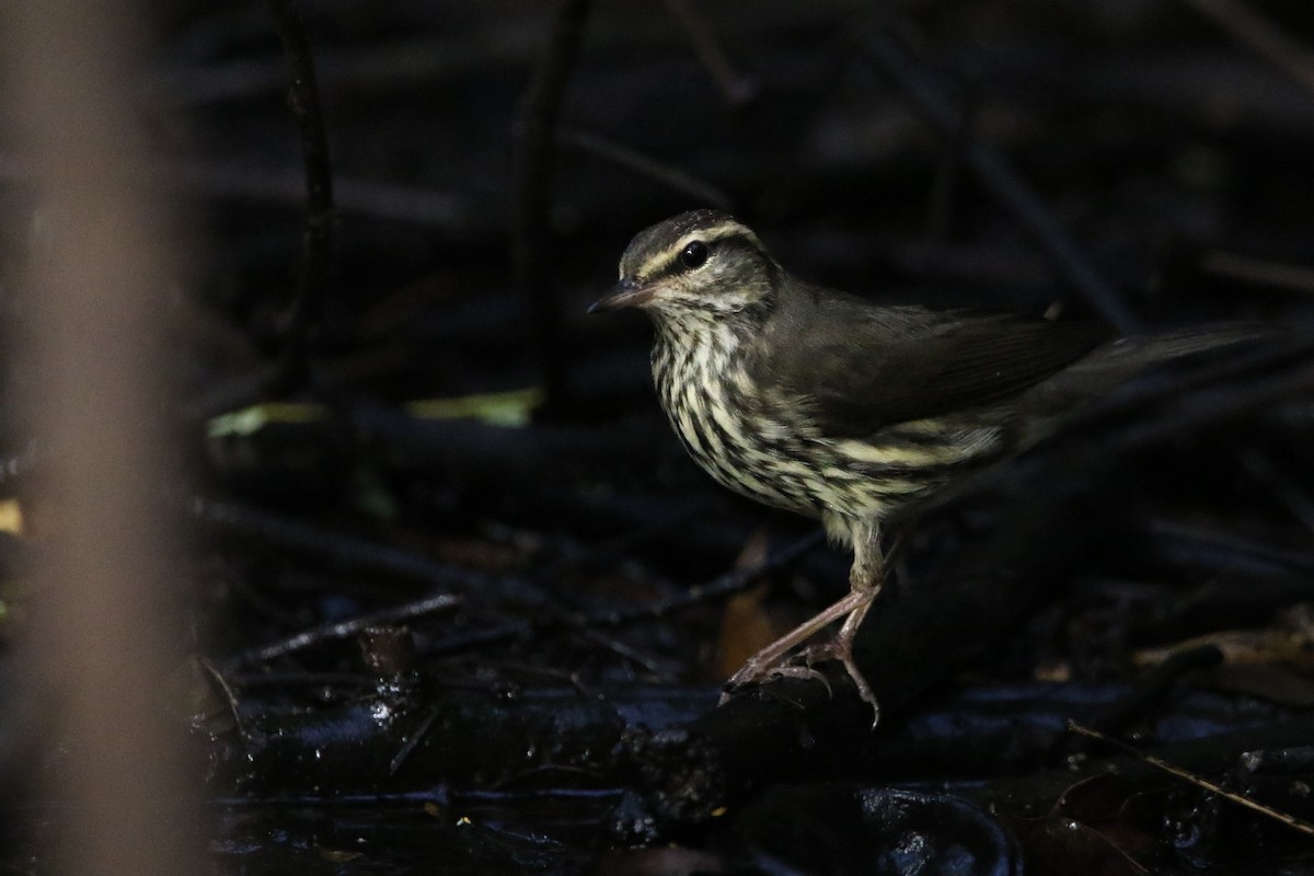 Northern Waterthrush - ML642861478