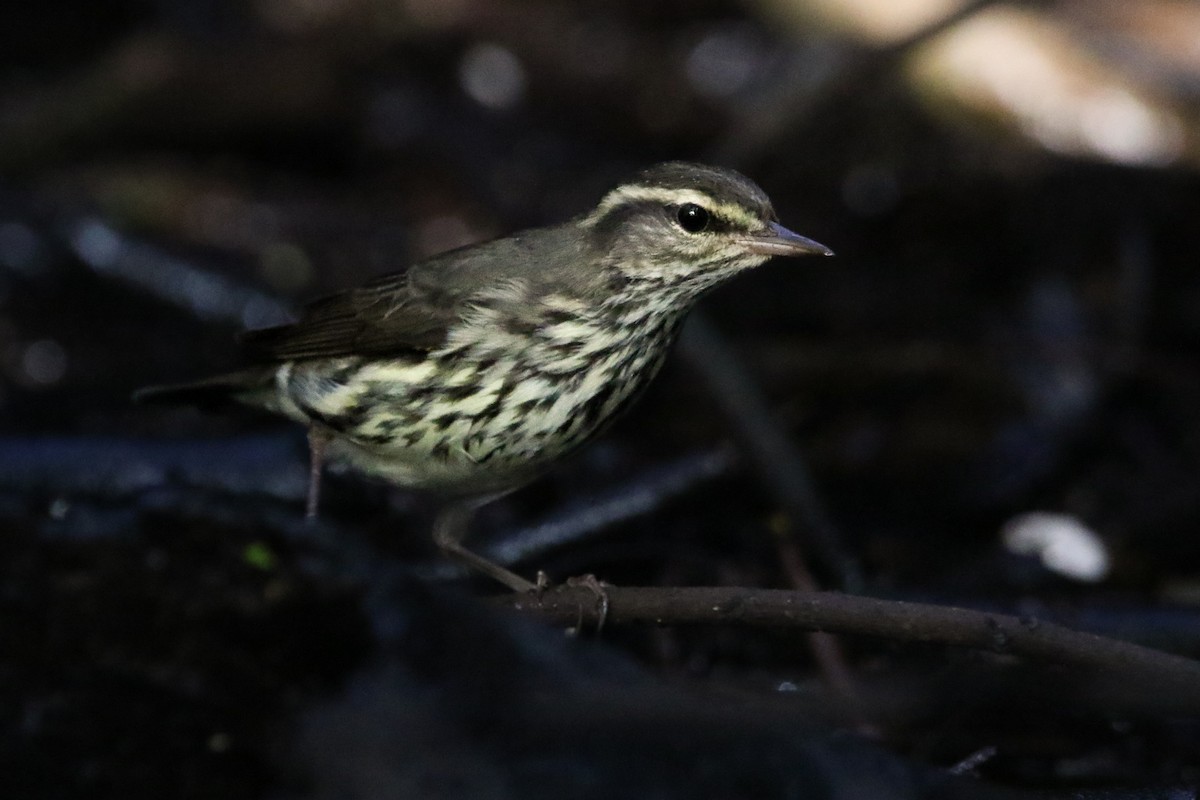 Northern Waterthrush - ML642861479