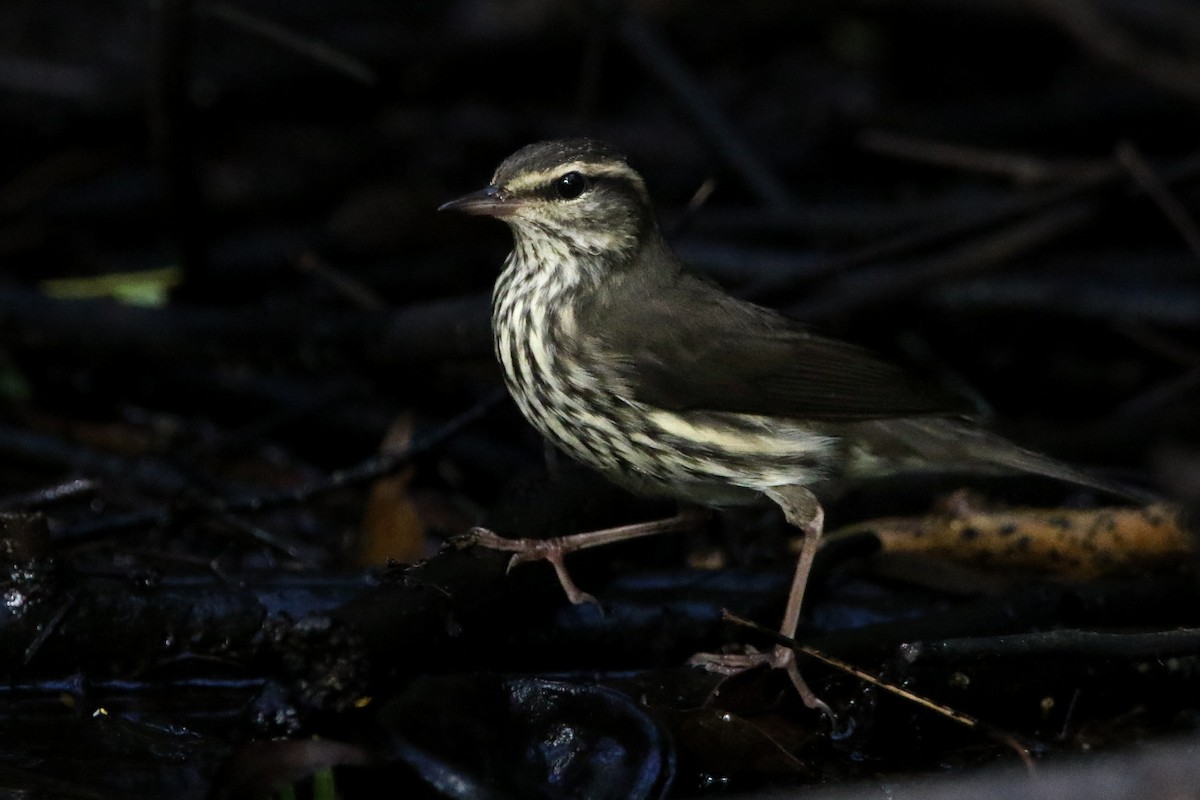 Northern Waterthrush - ML642861480