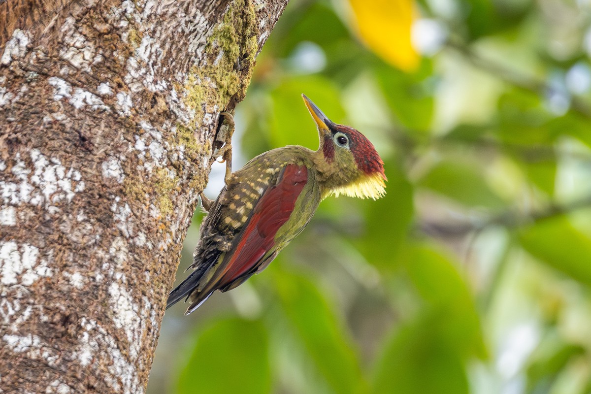 Crimson-winged Woodpecker - ML642861484