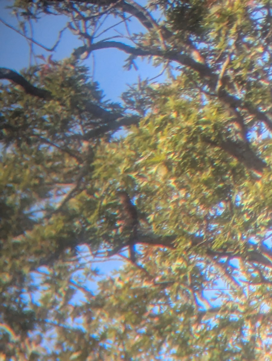 Cooper's Hawk - ML642861486