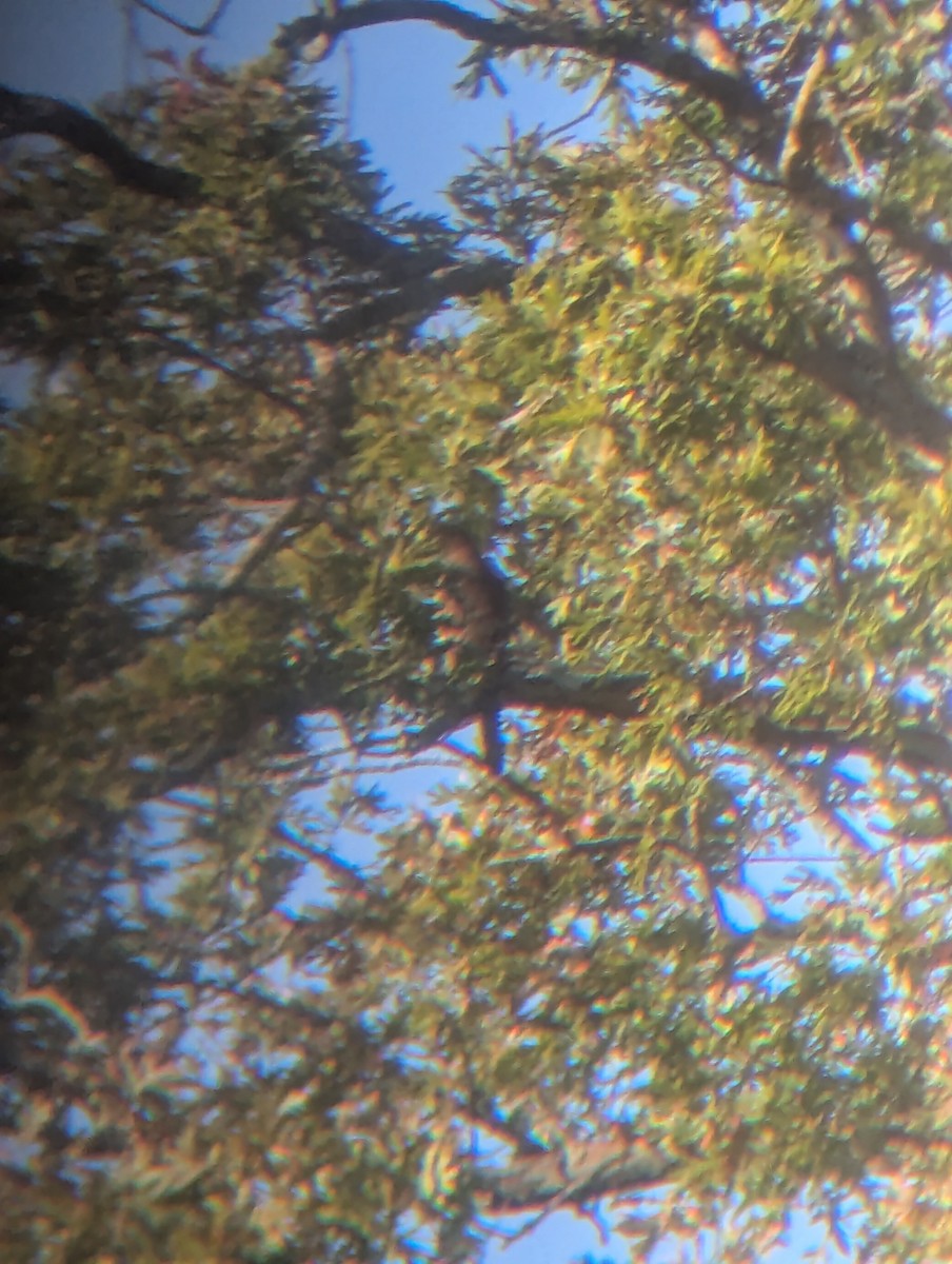 Cooper's Hawk - ML642861487
