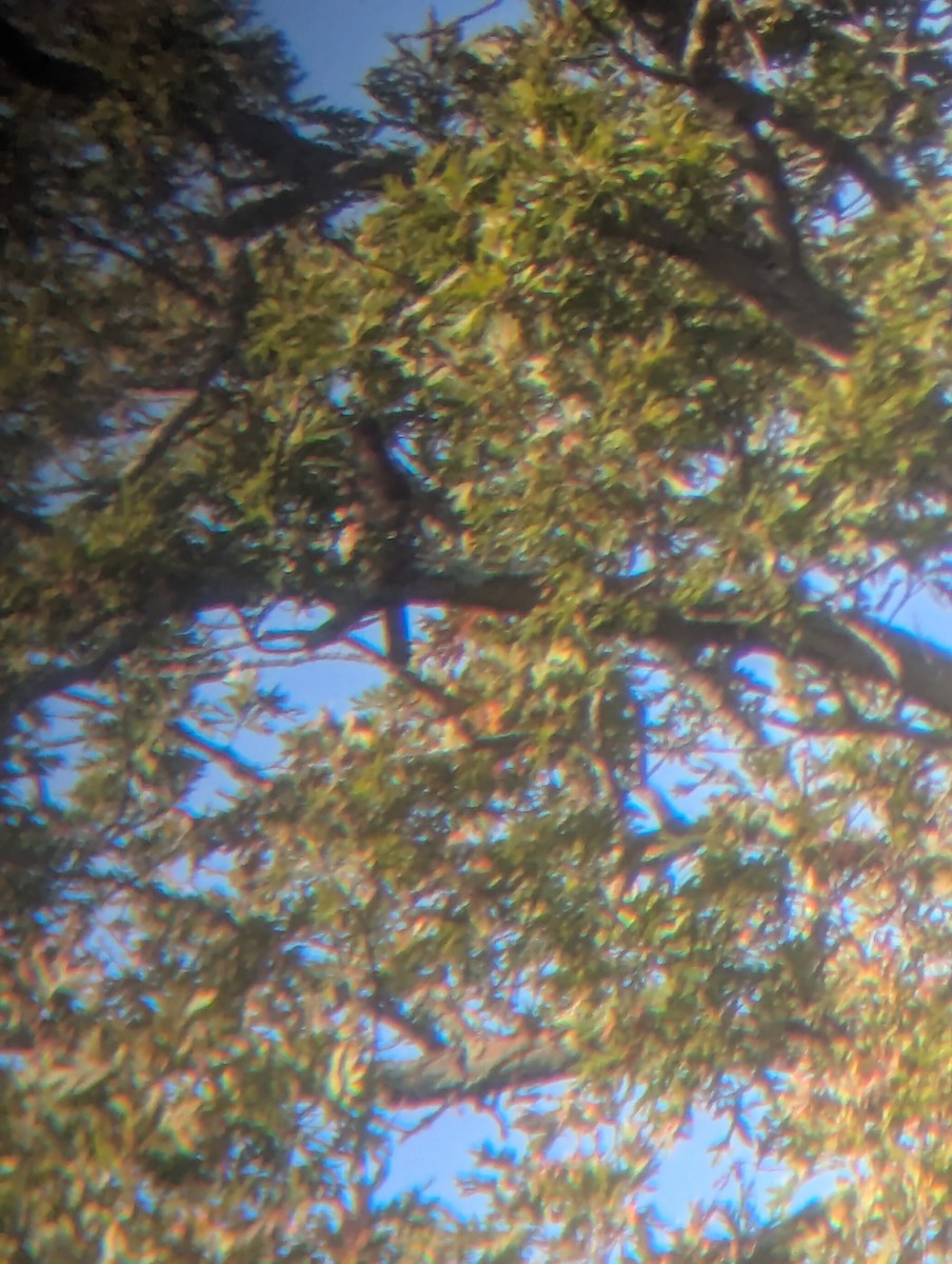 Cooper's Hawk - ML642861488