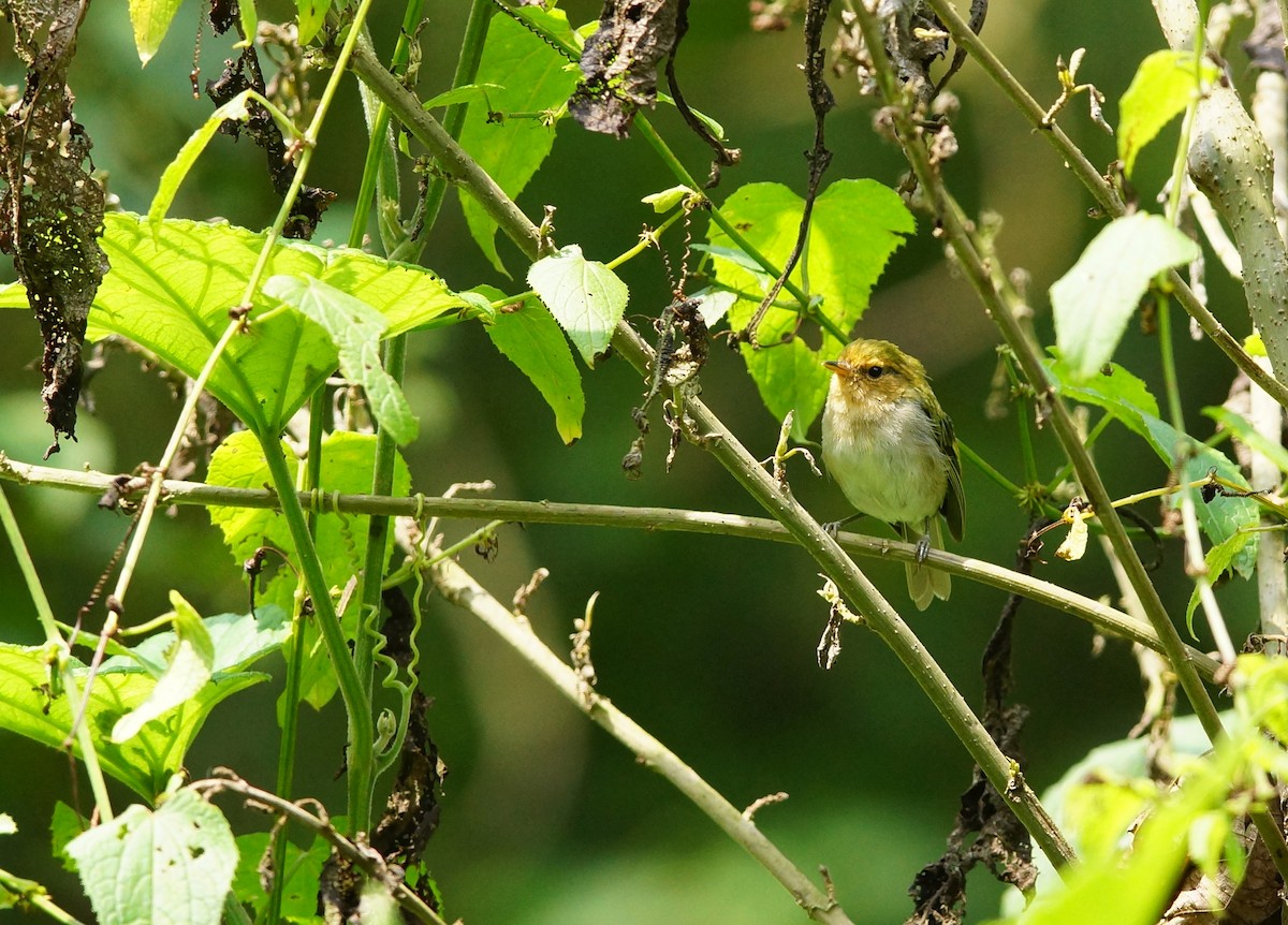 Mountain Yellow-Warbler - ML642861498