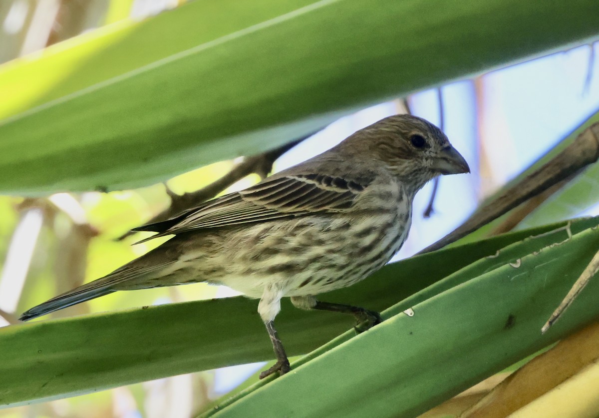 House Finch - ML642861505