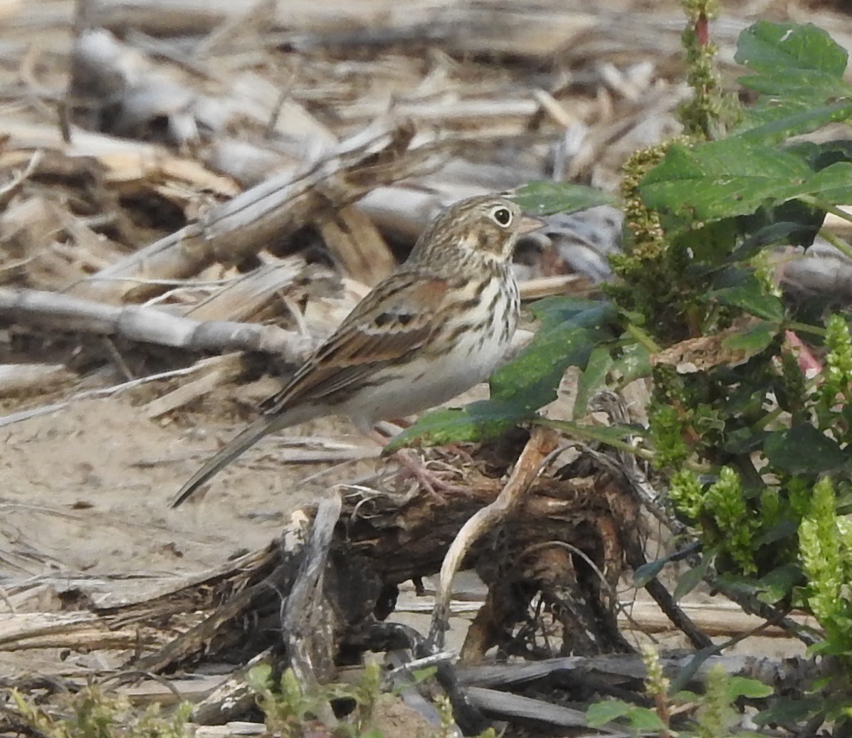 Vesper Sparrow - ML642861516
