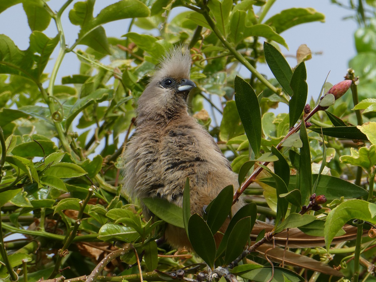 Speckled Mousebird - ML642861519