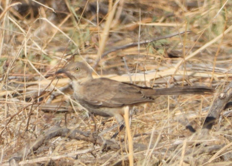 Bendire's Thrasher - ML642861522