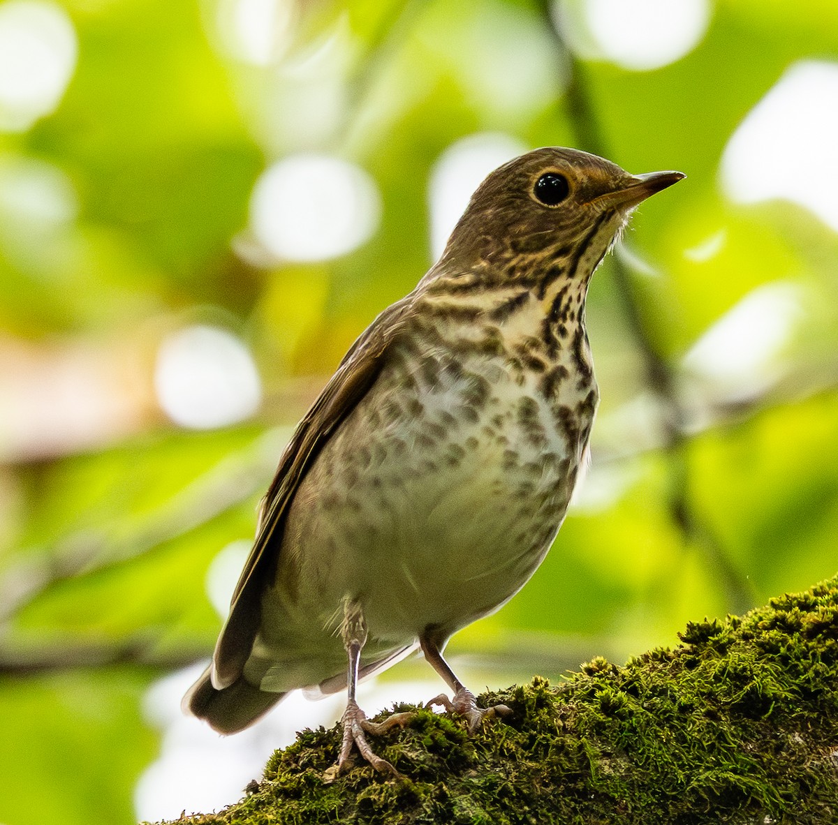Swainson's Thrush - ML642861535