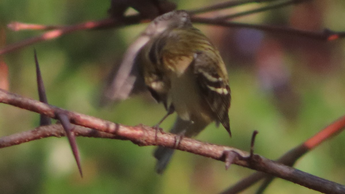 Bay-breasted Warbler - ML642861538
