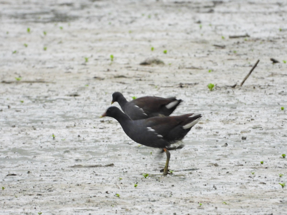 Common Gallinule - ML642861539
