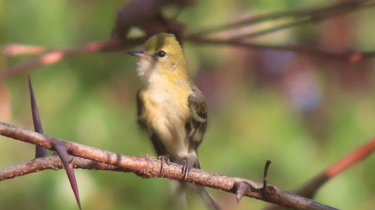 Bay-breasted Warbler - ML642861545