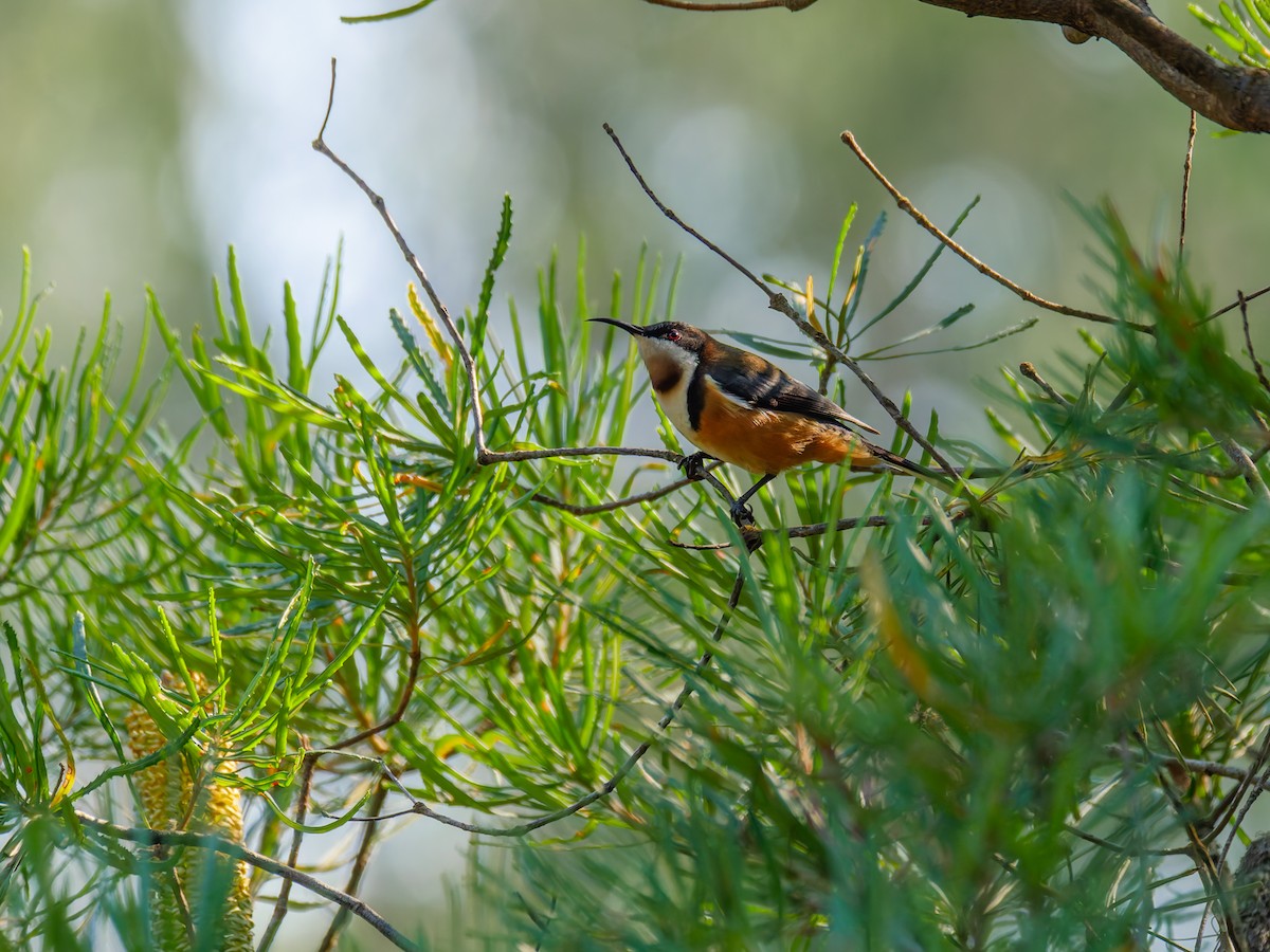Eastern Spinebill - ML642861547