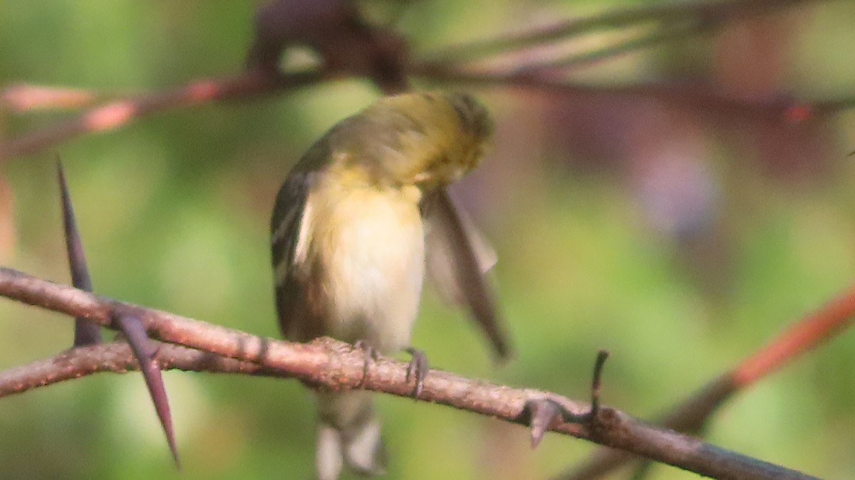 Bay-breasted Warbler - ML642861548