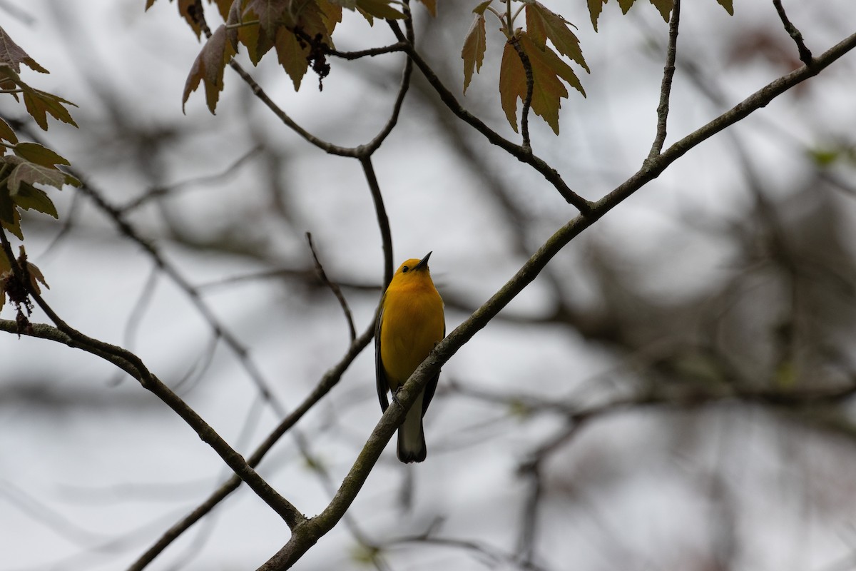 plommeparula - ML642861552