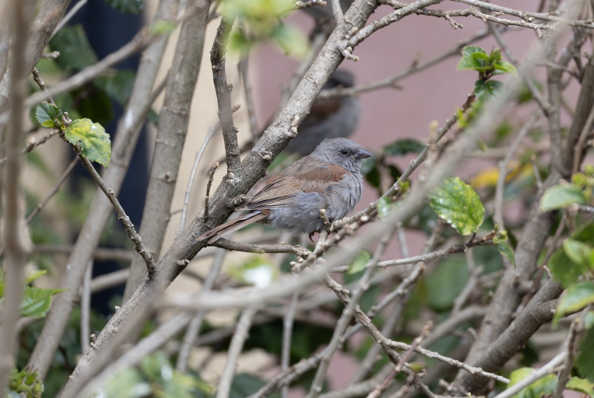 Swainson's Sparrow - ML642861565