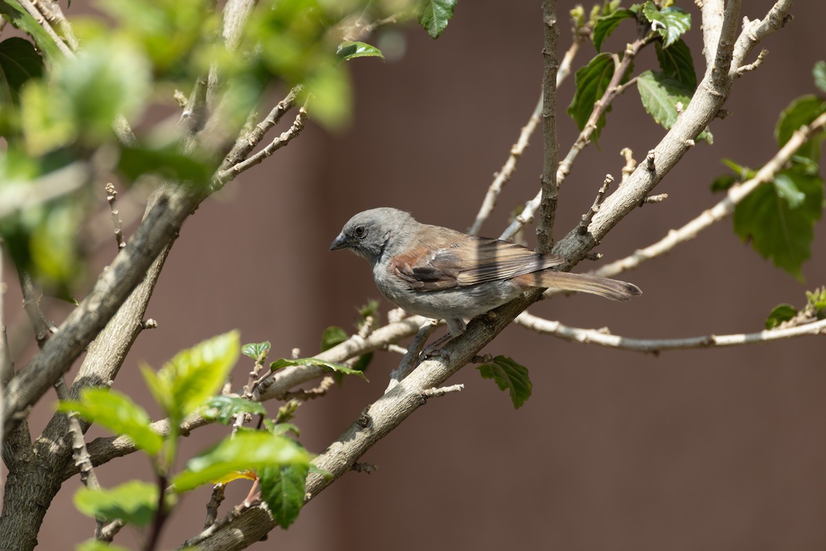 Swainson's Sparrow - ML642861566