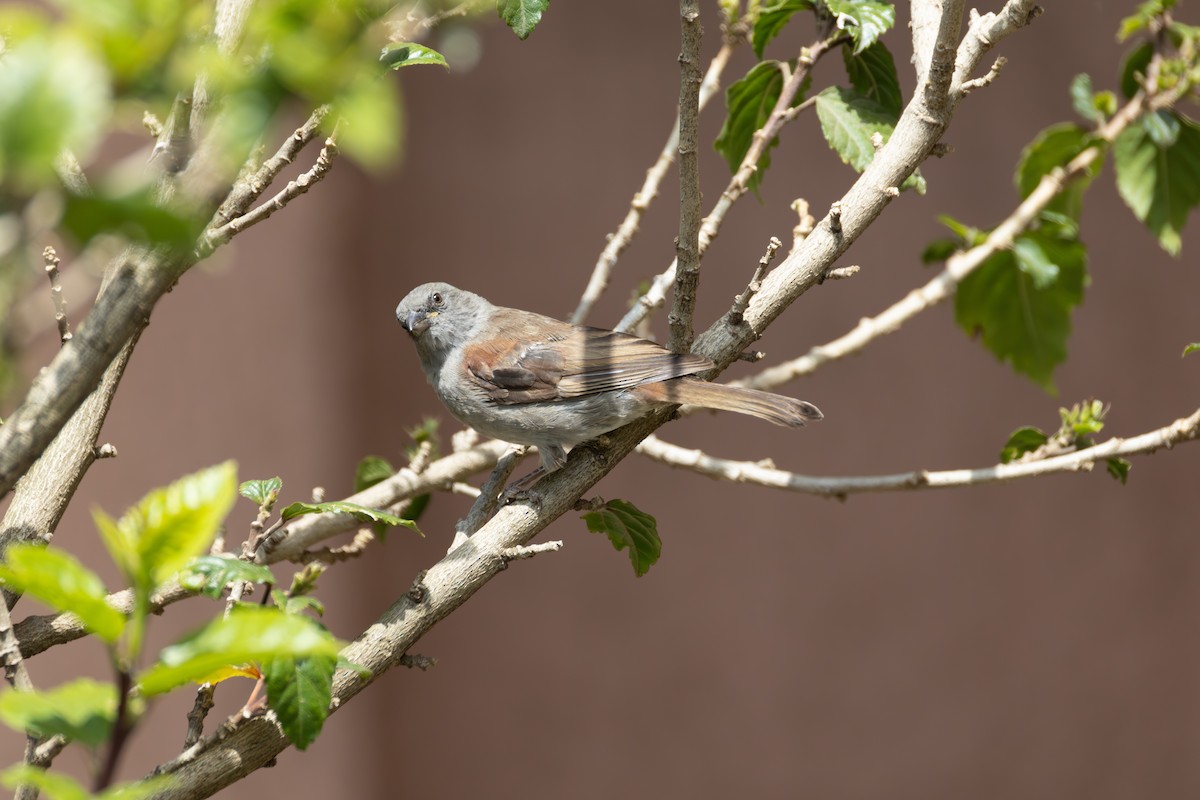 Swainson's Sparrow - ML642861567