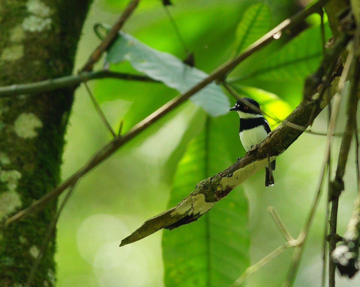 Rwenzori Batis - ML642861576