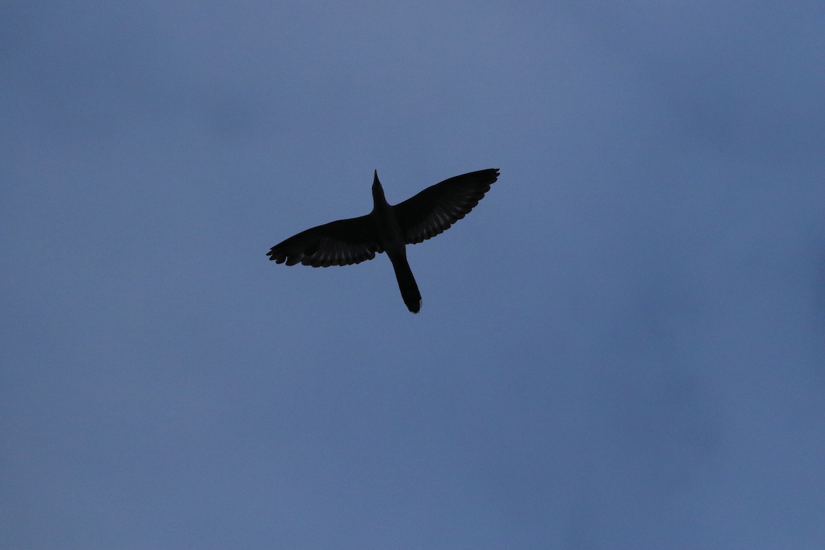Channel-billed Cuckoo - ML642861579