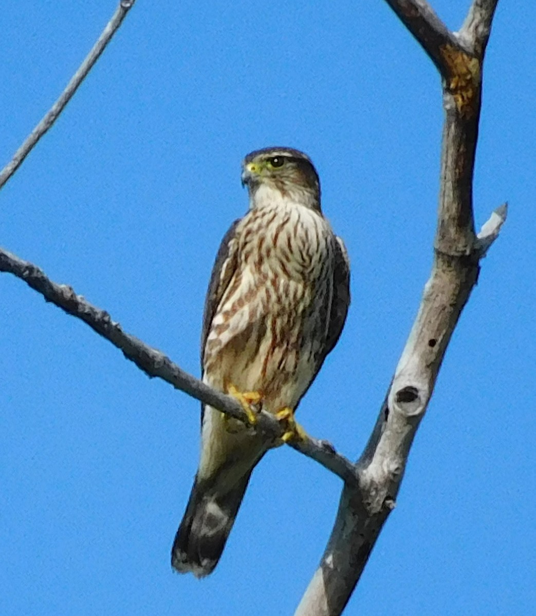 Merlin - ML642861580