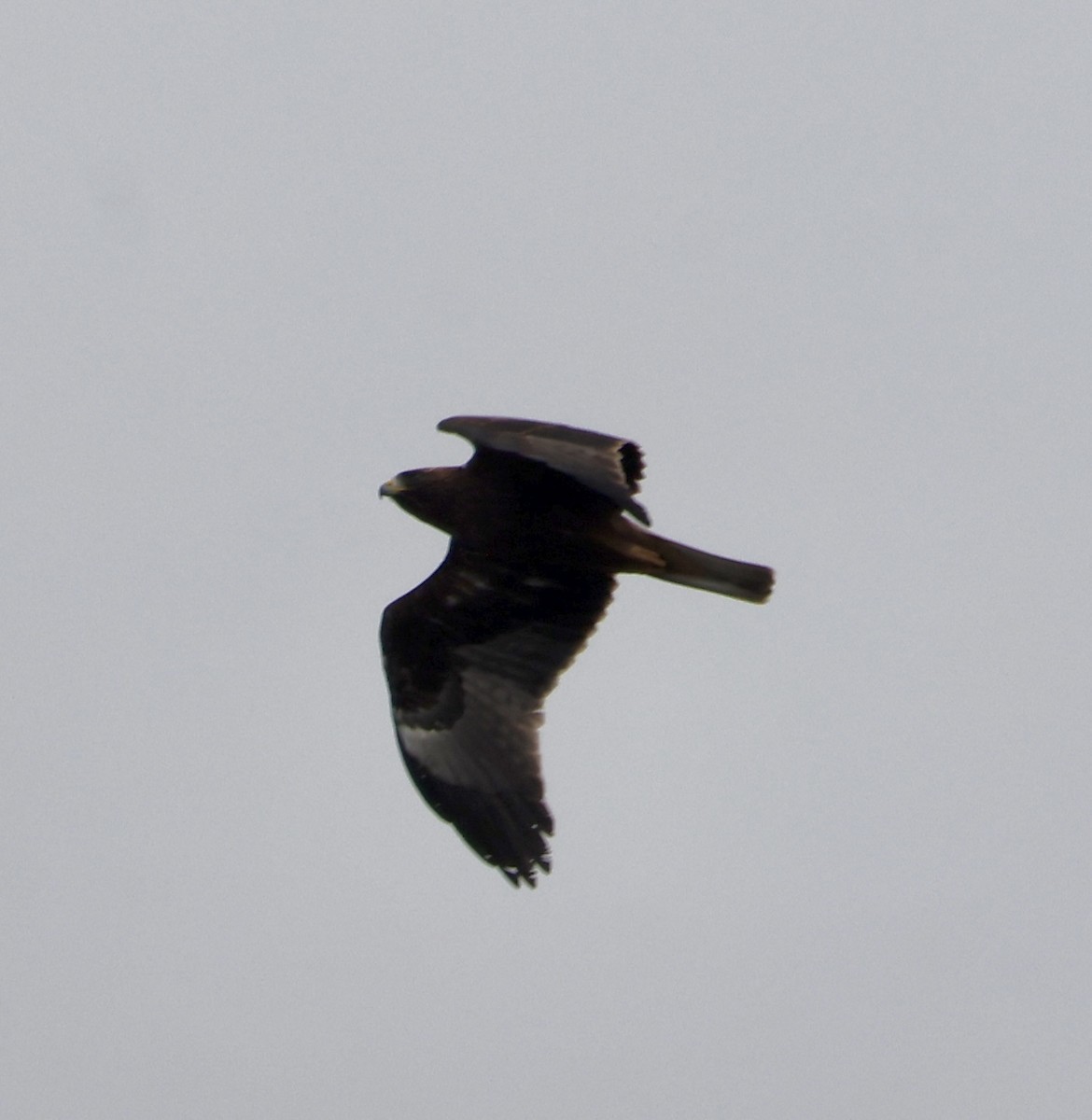 Aquila minore - ML642861583