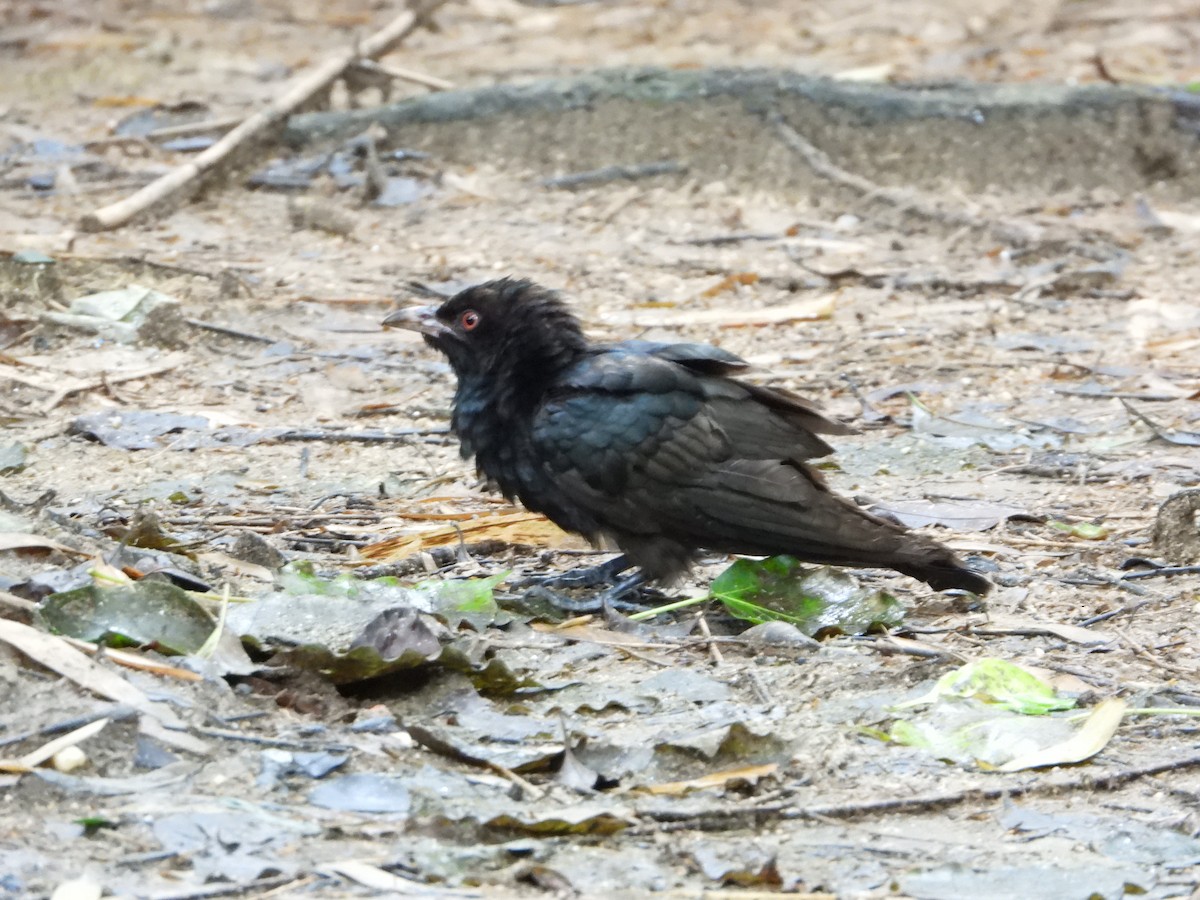 Asian Koel - ML642861592