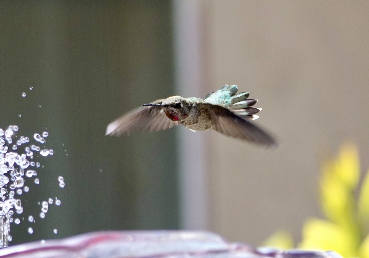 Anna's Hummingbird - ML642861595