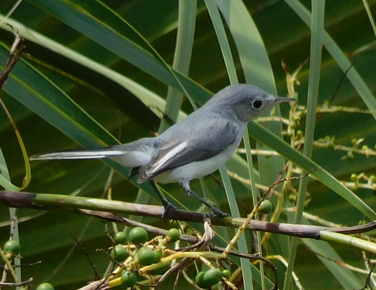 Blue-gray Gnatcatcher - ML642861600