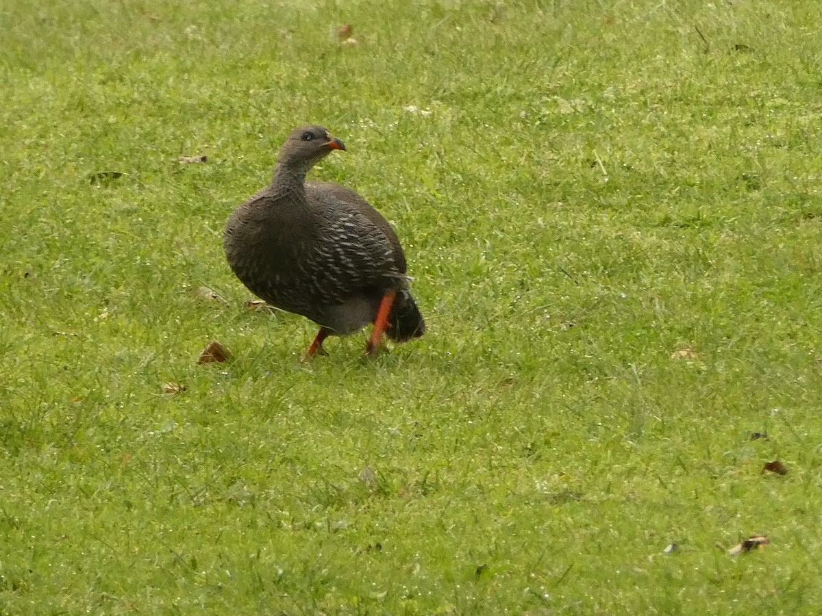 Cape Spurfowl - ML642861604
