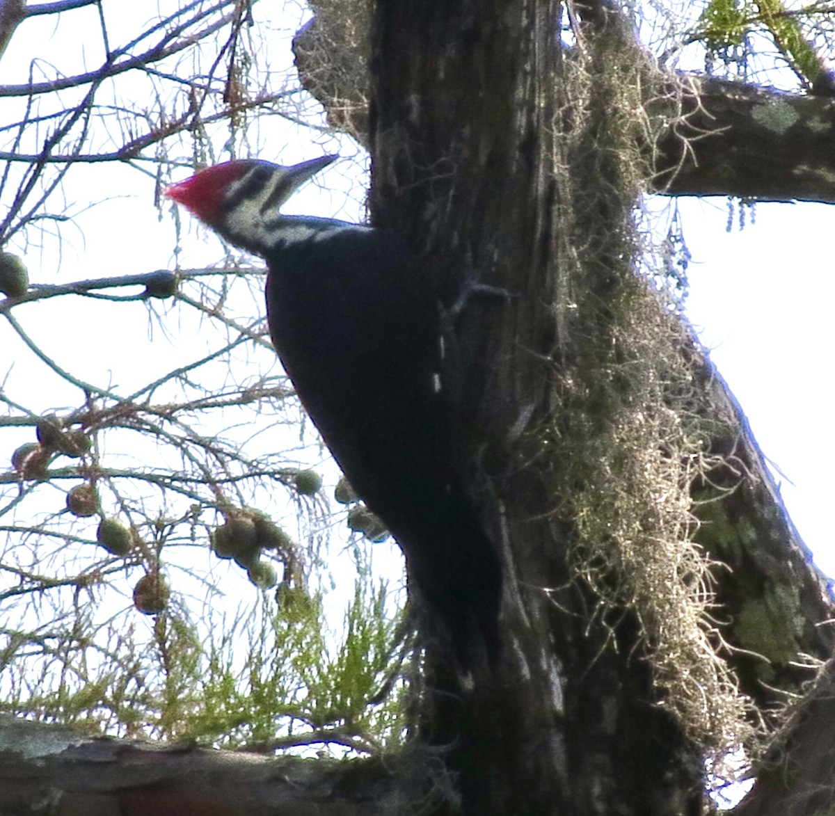 Pileated Woodpecker - ML642861617