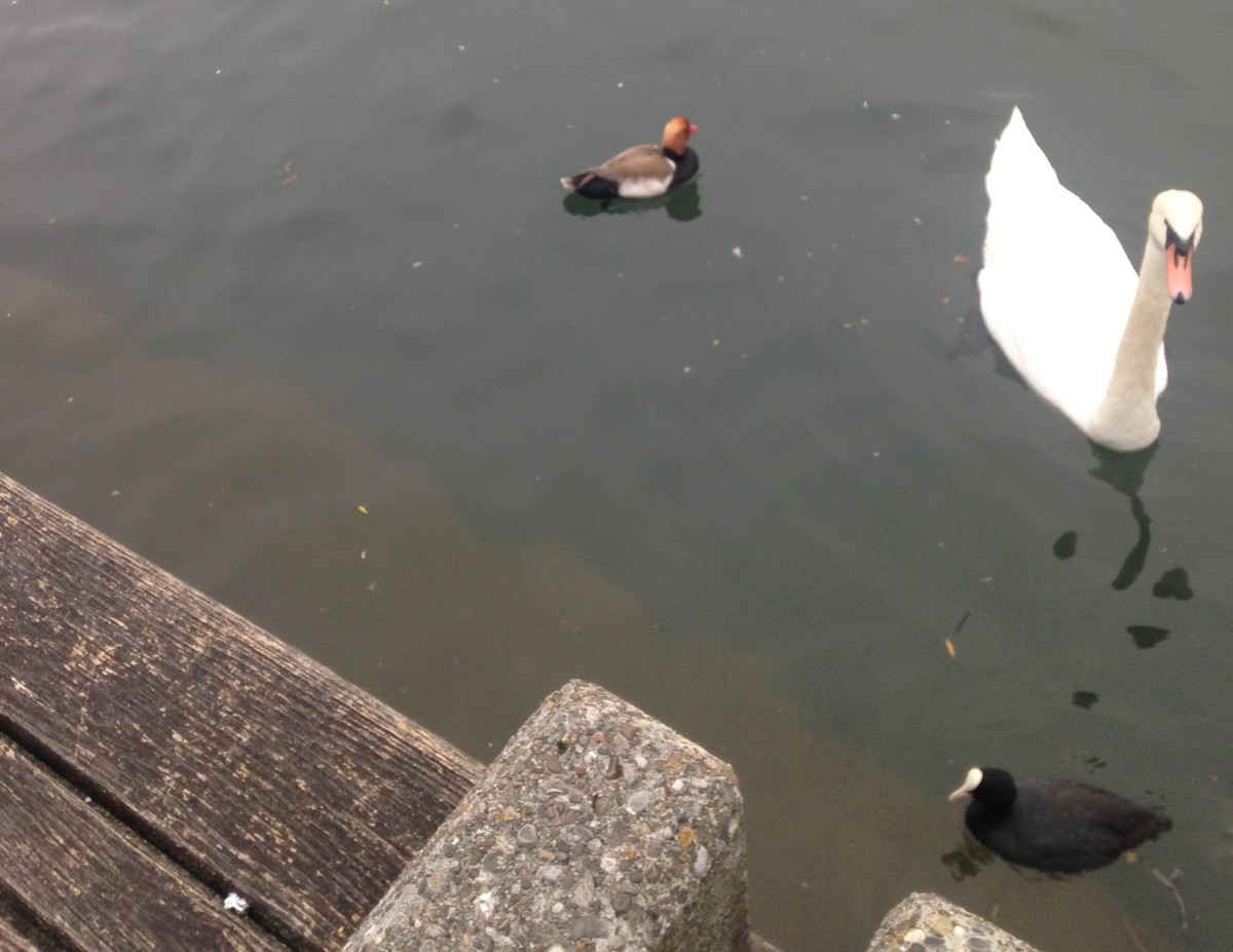 Cygne tuberculé - ML642861622