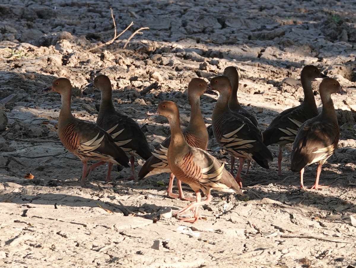 Plumed Whistling-Duck - ML642861623