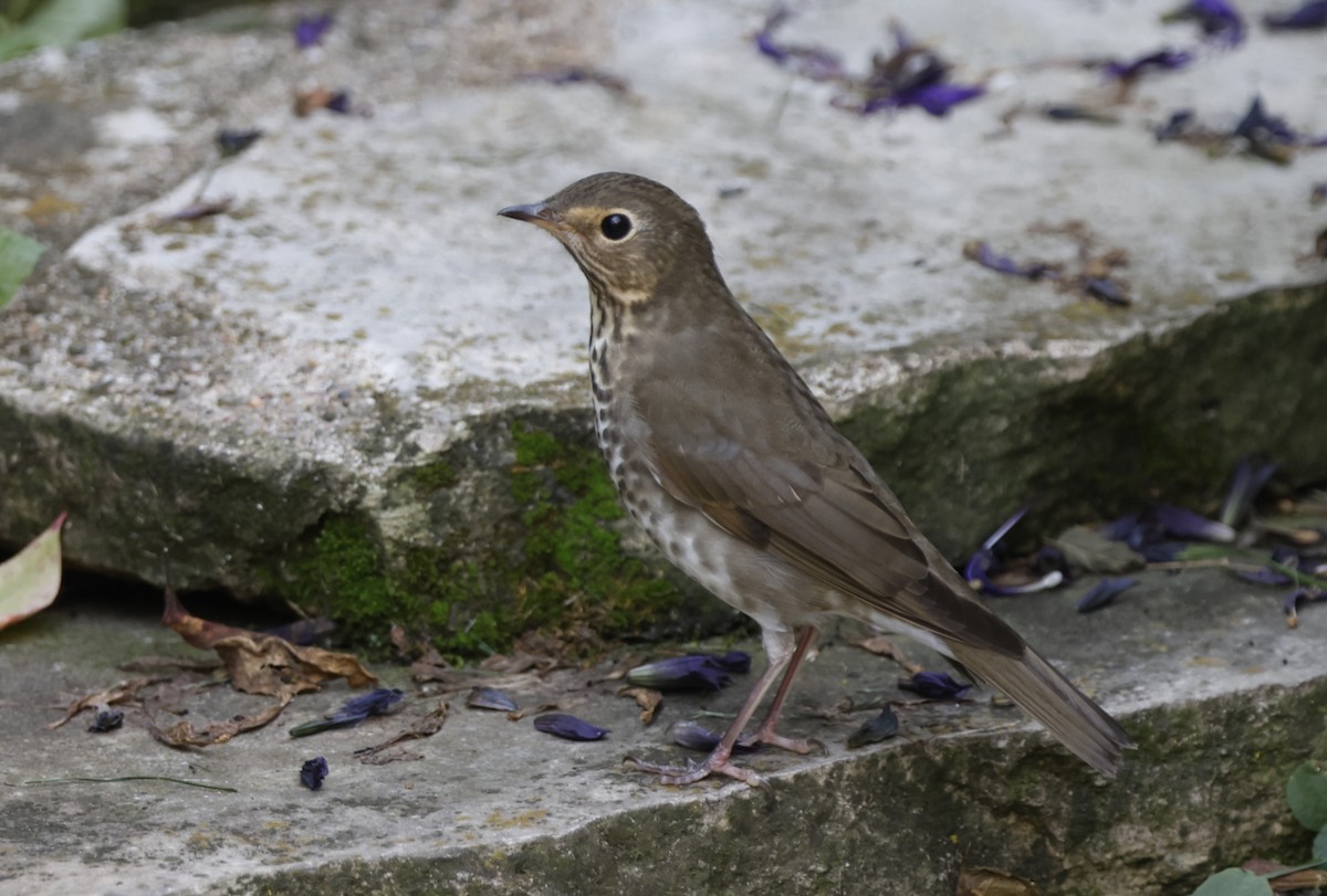 Swainson's Thrush - ML642861630