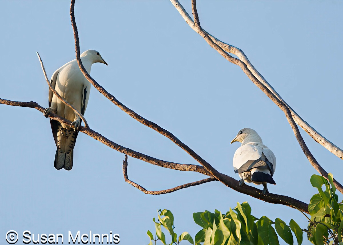 Torresian Imperial-Pigeon - ML642861649