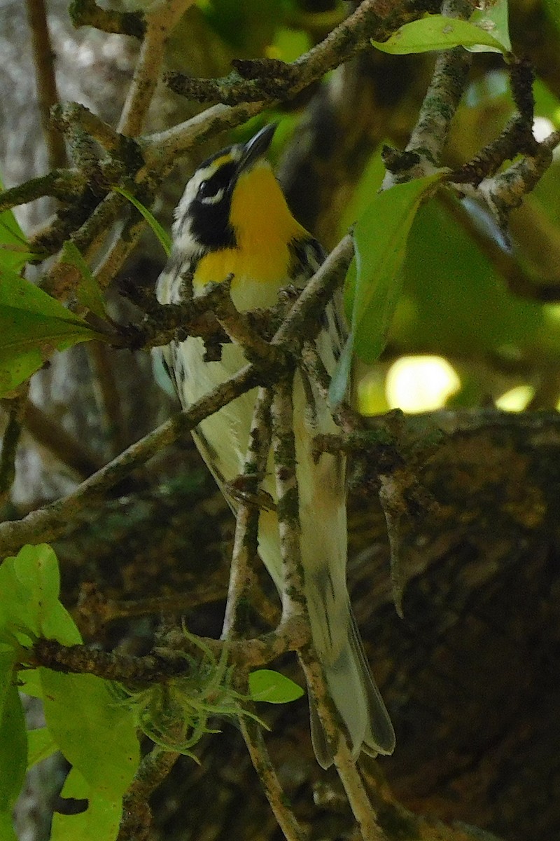 Yellow-throated Warbler - ML642861651