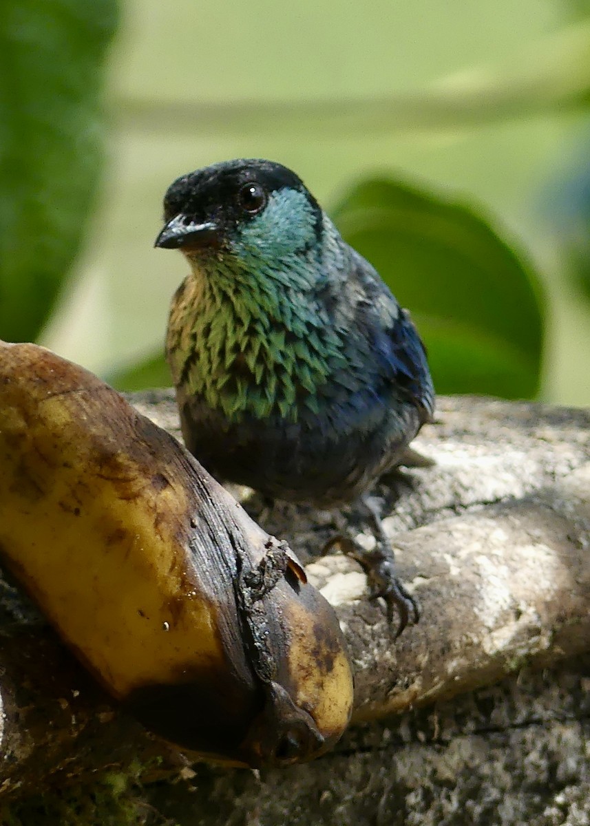 Black-capped Tanager - ML642861665