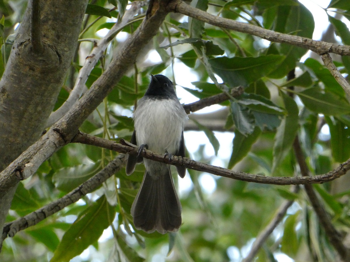 African Crested Flycatcher (Southern) - ML642861670