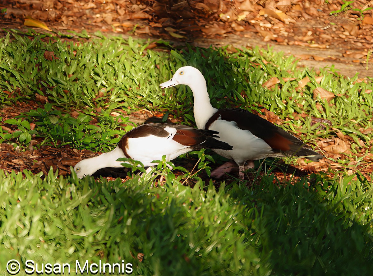 Radjah Shelduck - ML642861671
