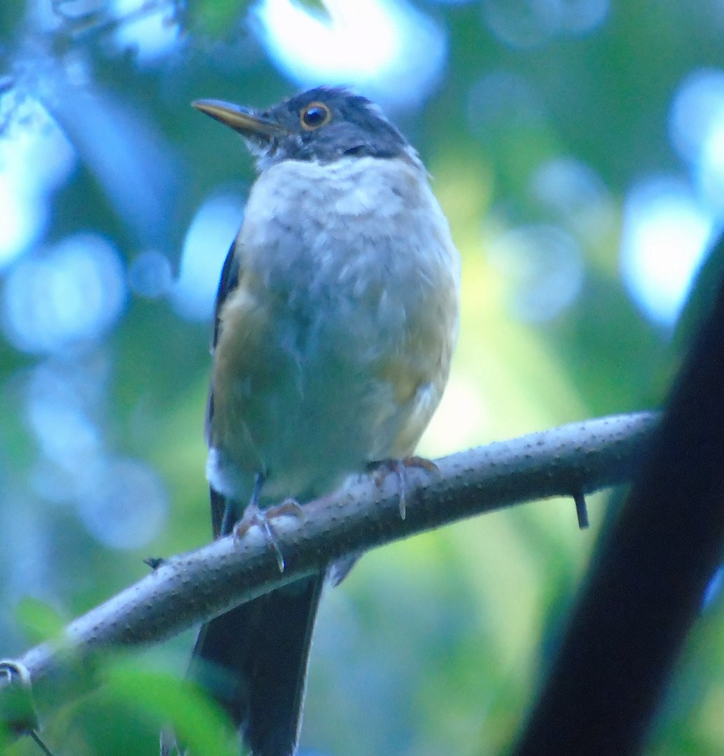 White-necked Thrush - ML642861674
