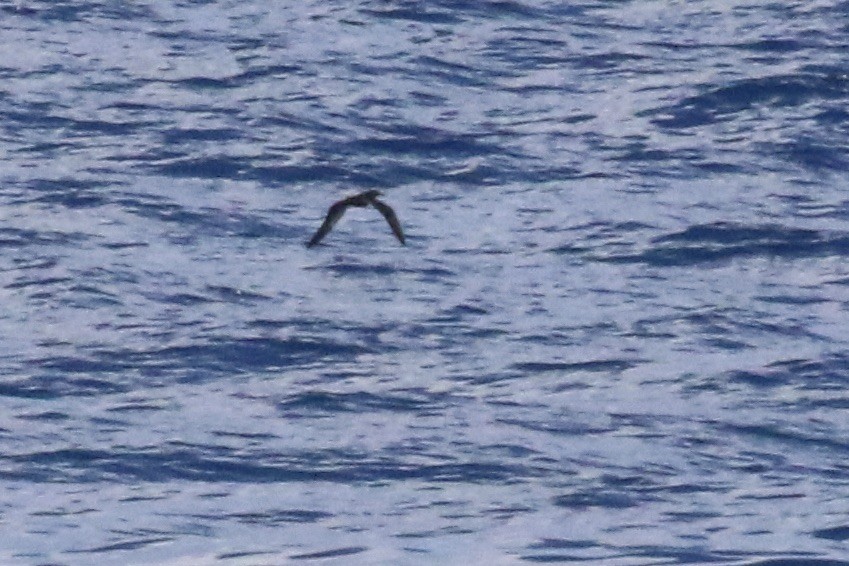 Heinroth's Shearwater - ML642861685