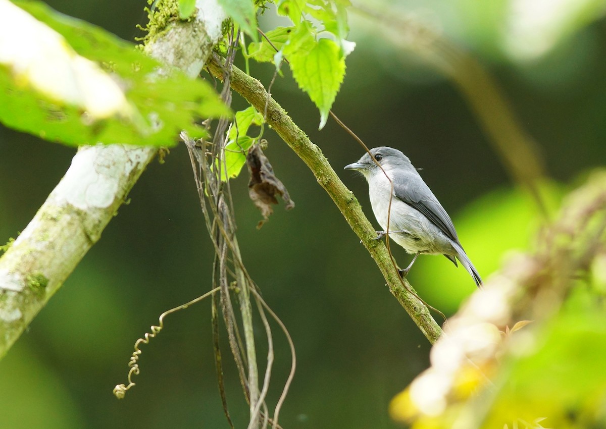 Gray-throated Tit-Flycatcher - ML642861686
