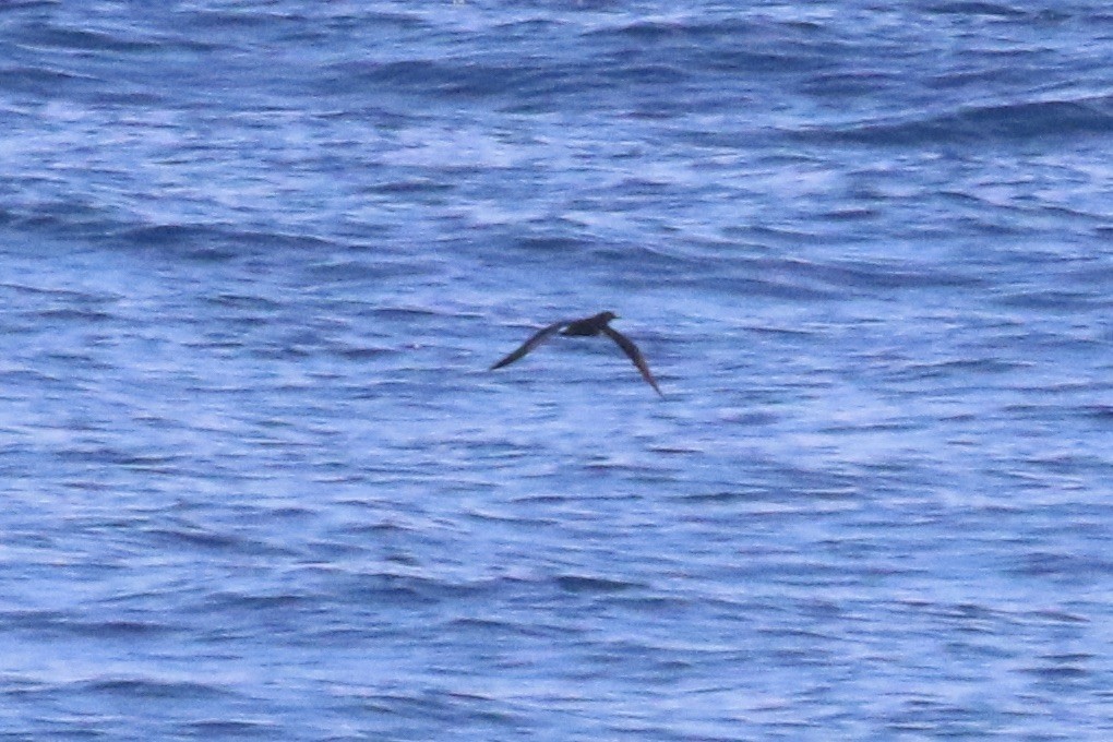 Heinroth's Shearwater - ML642861688