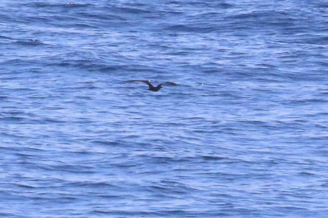 Heinroth's Shearwater - ML642861689