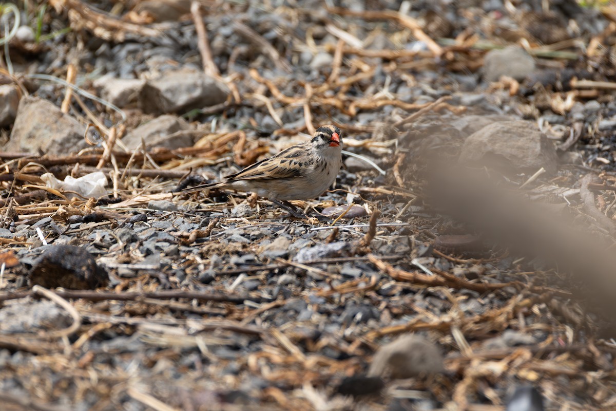 Pin-tailed Whydah - ML642861691