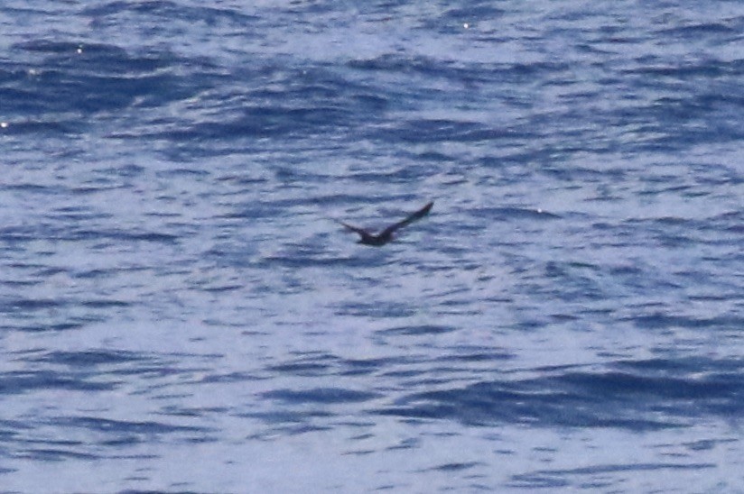 Heinroth's Shearwater - ML642861693