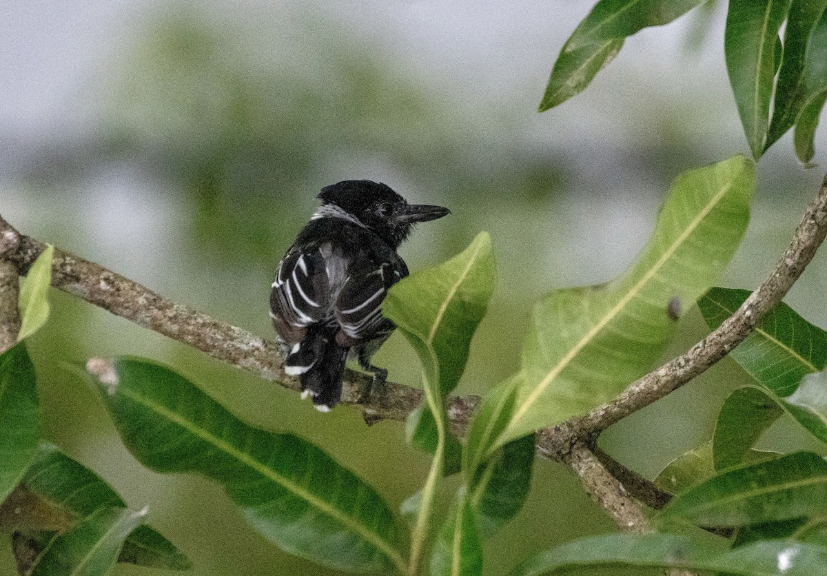 Black-crested Antshrike - ML642861695